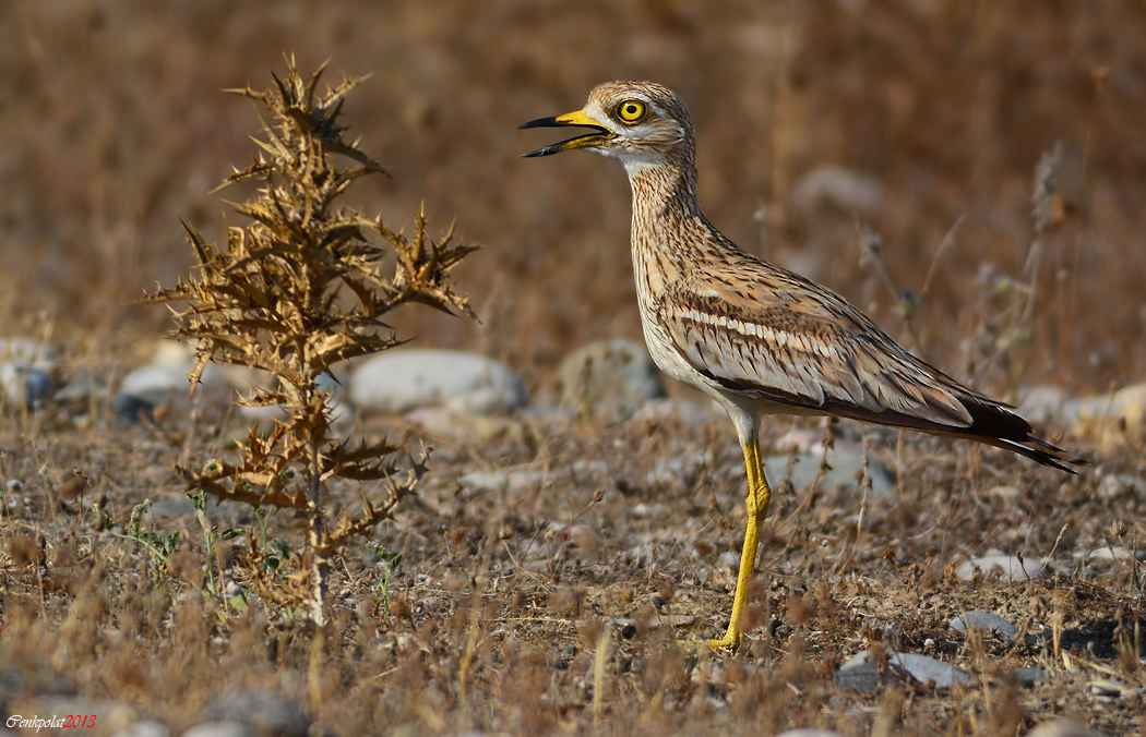 Eurasian Thick-knee